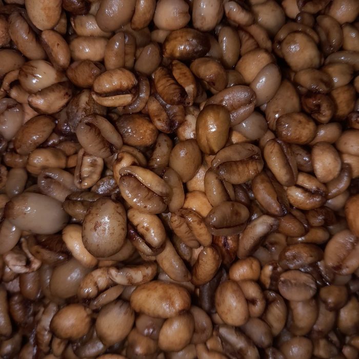 (Exiguo) fermentasi 24jam sebelum dicuci