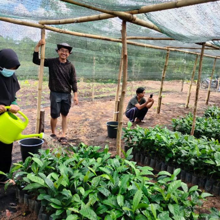 penyiraman bibit kopi